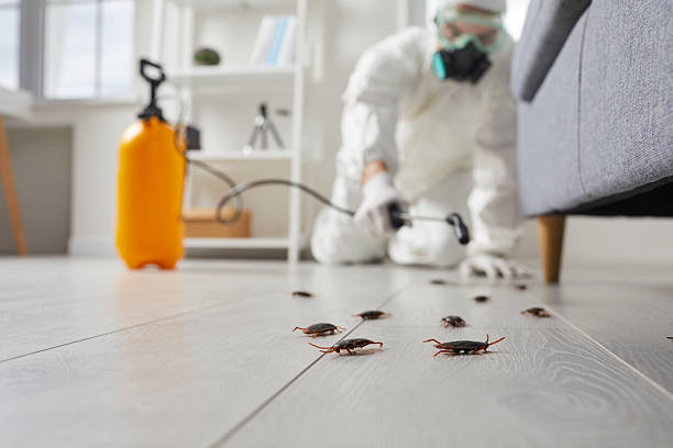 Commercial Kitchen Cockroach Control in Staunton